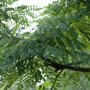Gymnoclados dioicus blad